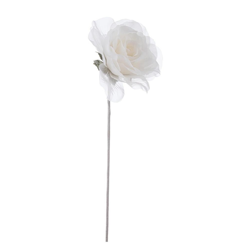 ROSA ALEISHA CREMA H.12